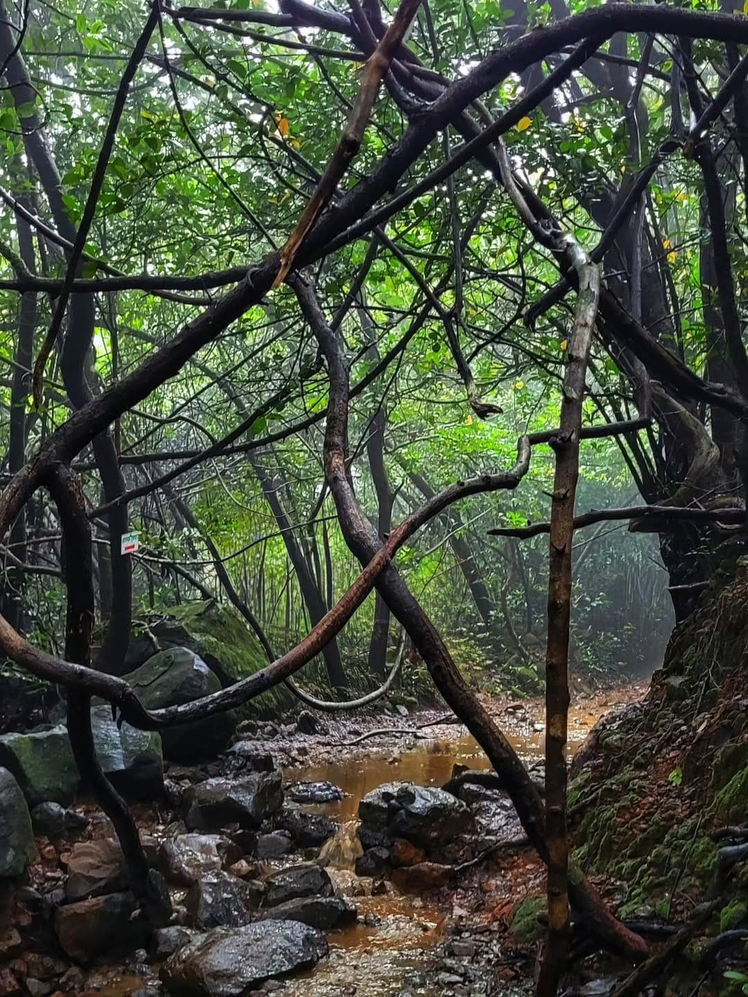 Andharban Trek – The Dark Forest of Tamhini Ghat